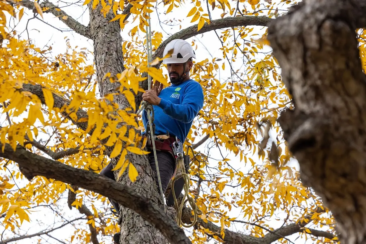 Skilled Tree Planing crew working in Magnolia