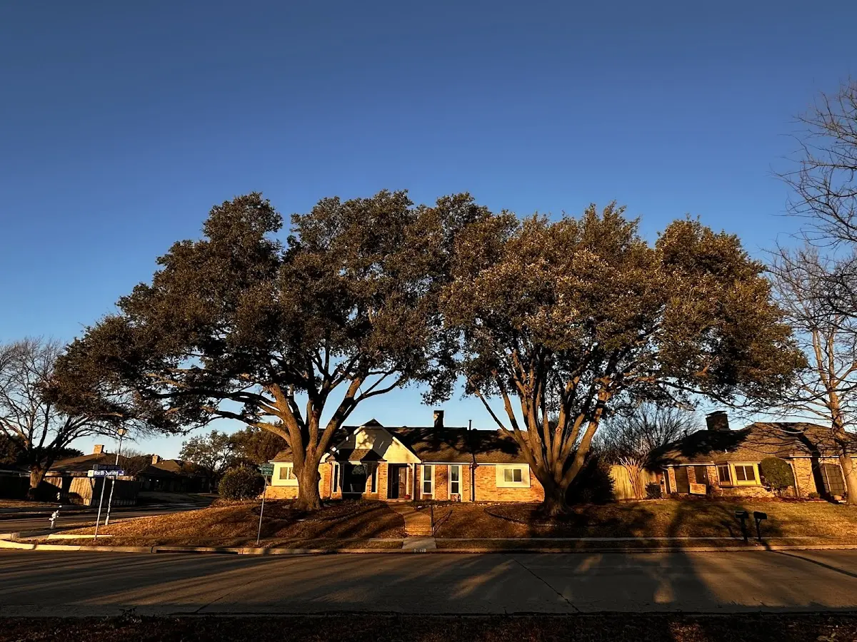 Established residential canopy tree shading a home in Magnolia